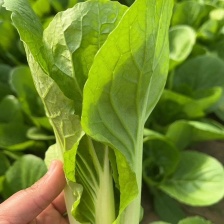 湖北快菜对接电商市场一件代发货源充足量大从优