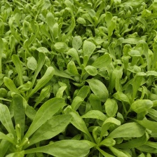 菊花菜，产地直发，大量有货，欢迎各位老板咨询采购