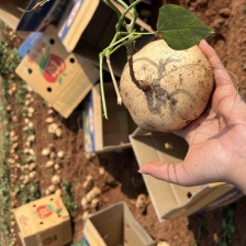 雷州新苗货，口感非常好