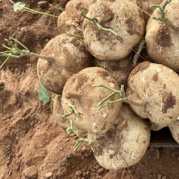 雷州新苗货，口感非常好