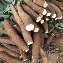 广西水晶木薯/现货/质优价低