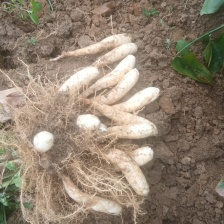 竹芋竹薯冬粉薯