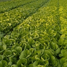 湖北万亩基地矮颗苏州青上海青小油菜小白菜价格美丽欢迎来电