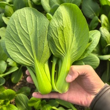 湖北万亩基地矮颗苏州青上海青小油菜小白菜价格美丽欢迎来电