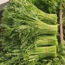 茼蒿，精品蒿子秆 量大质优！茼蒿，大量有货！