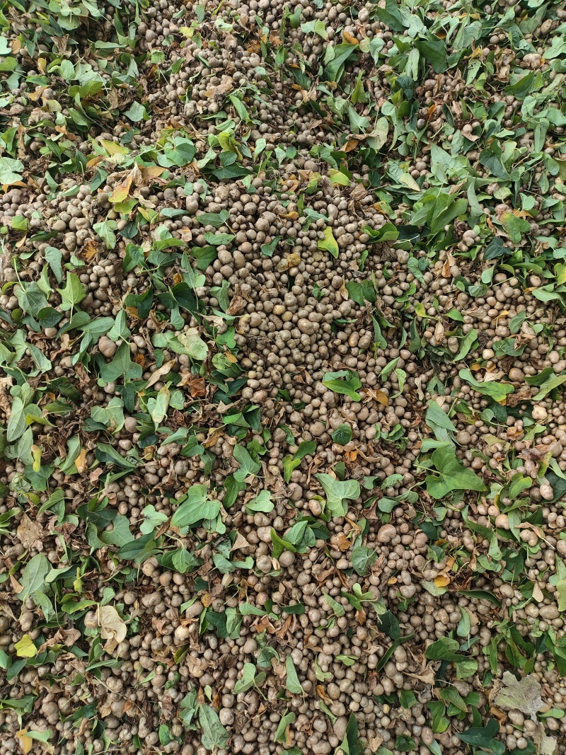 麻<font color=red>山药</font>豆<font color=red>山药</font>豆 量大质优 价格优惠 