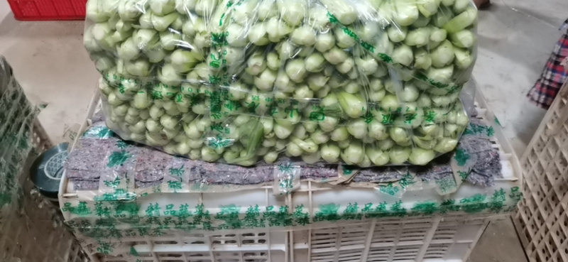 小油菜上海青 基地供应 量大质优 价格优惠 欢迎咨询采购