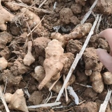 灵宝洋姜基地直供2025  年大量供应中，保质保量