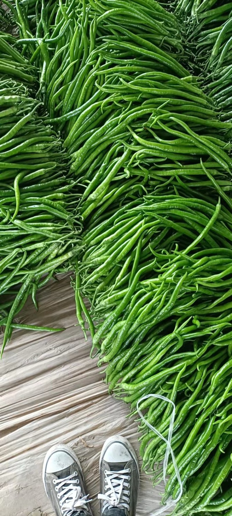 精品青线椒 产地直销 大量现货 质量保证 代发全国