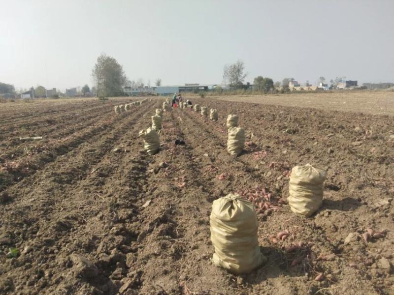 精品红薯【西瓜红蜜薯】无丝无筋，香甜可口严格挑选产地直发