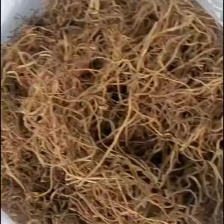 黄金地瓜叶番薯叶1盆地被6元