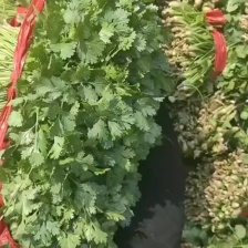 香菜精品大叶香菜，新鲜上市货源充足，产地直发这个香菜非常好