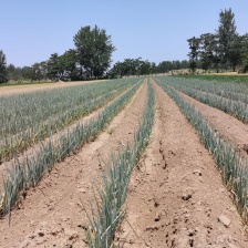 平度市晩抽大葱大量上市