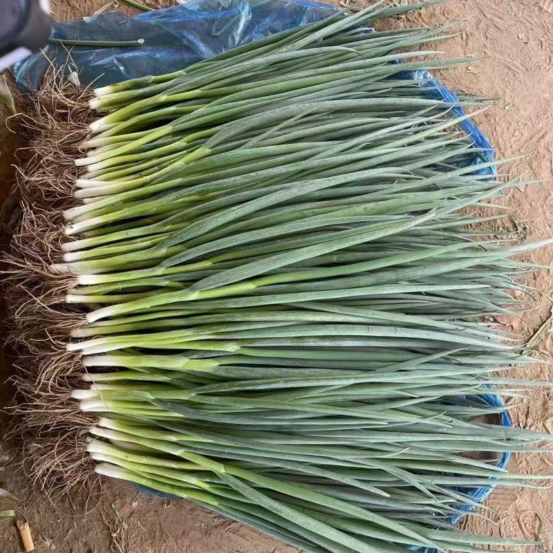 四季小葱 河南小葱 新鲜小葱 货源充足稳定交通便利