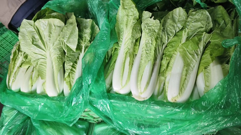 菏泽曹县奶白菜小白菜快菜净菜毛菜都有有工人有设备有场地有大棚