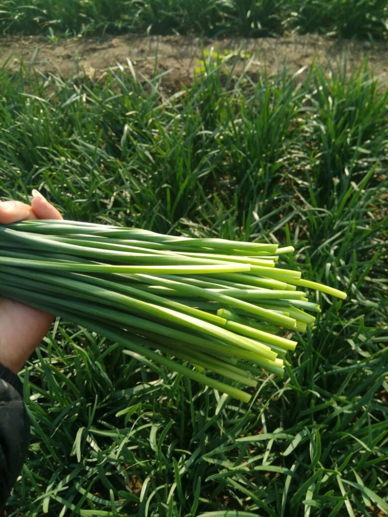 韮苔 30cm以上精品韭苔