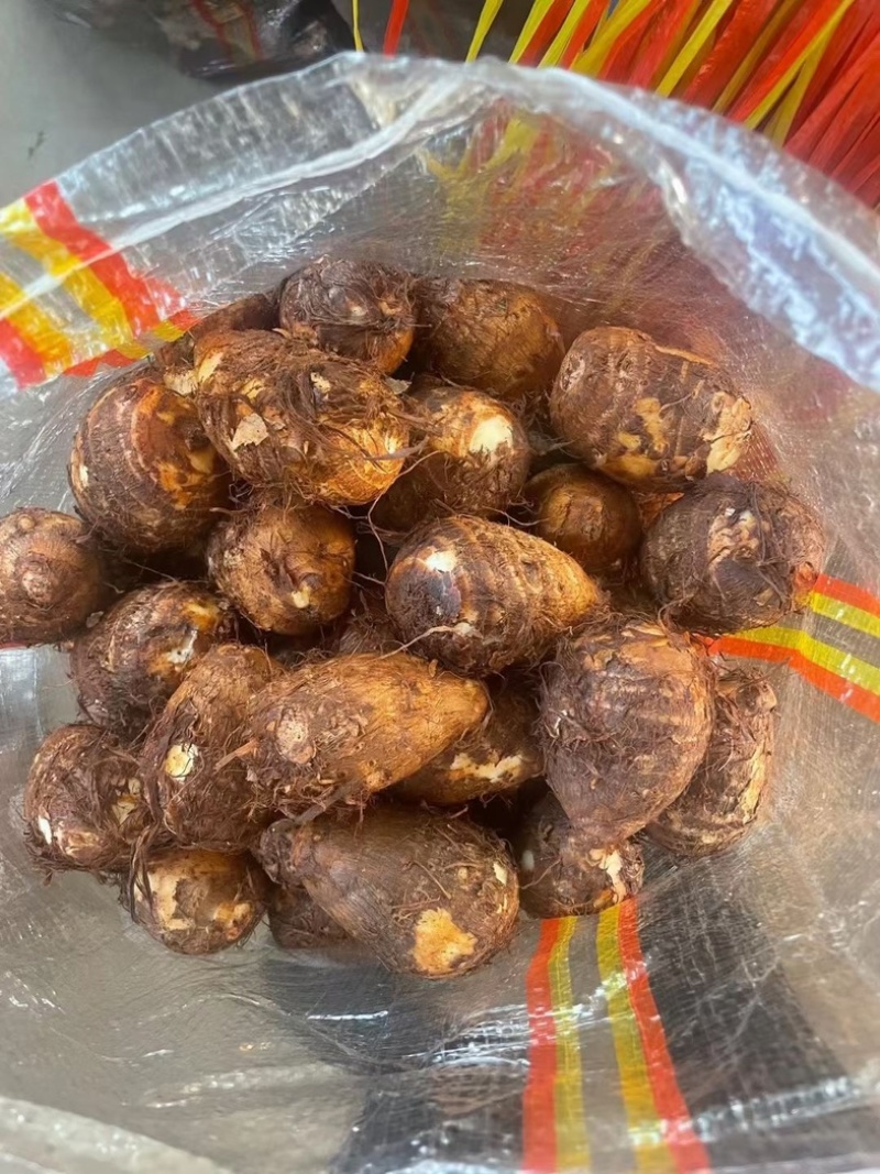 《畅销》山东芋头产地 8520毛芋头产地一手货源便宜批发