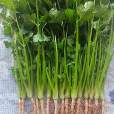 【<font color=red>香菜</font>】河北大叶<font color=red>香菜</font>  一手货源，量