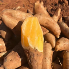 【市场批发电商微商一件代】雪莲果货源充足，质量保证！