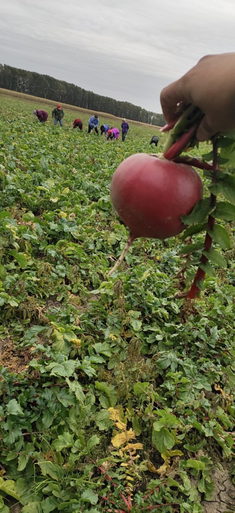 吉林农安精品红甜菜  紫嘎达