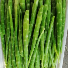 香莴苣红尖叶莴苣万亩大棚种植品质好代收代发产地直供电联