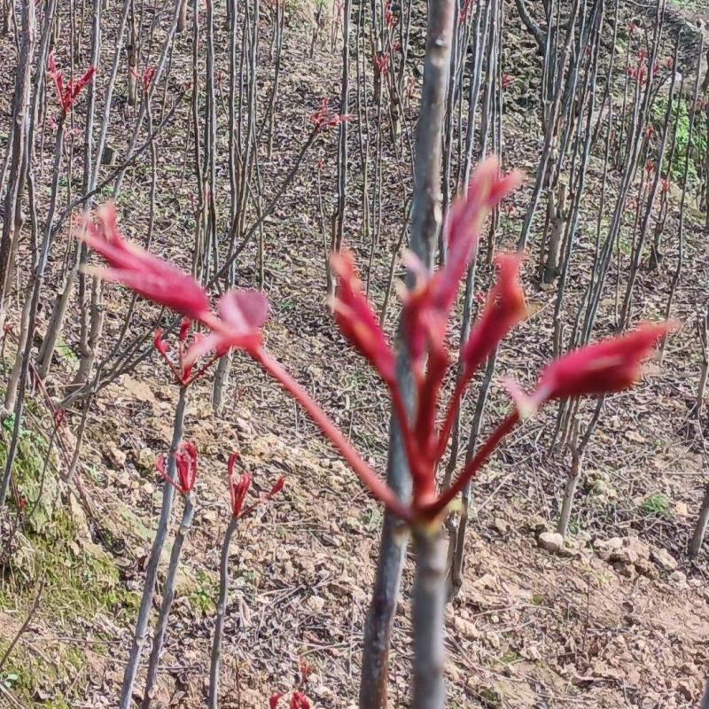 红油香椿 红油6号香椿芽香椿芽 产地直达 欢迎合作