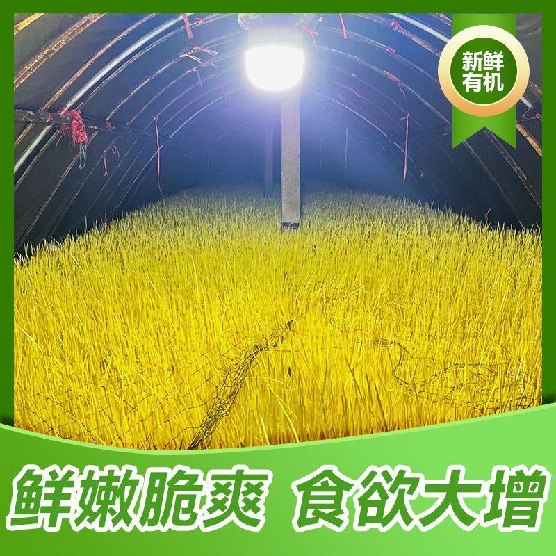 新鲜蒜黄批发价大蒜幼苗新鲜蔬菜时令青菜现割现整箱包邮