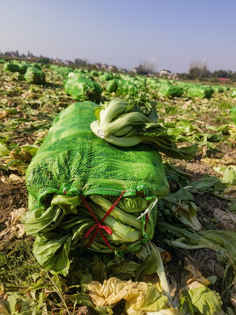包心芥菜中颗有货