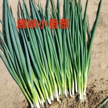 山东扒皮小香葱大量上市对接电商农贸商超支持全国物流发货