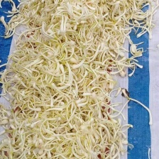 江西茭头 物美价廉 大量现货  欢迎电联