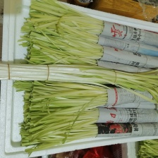 韭黄