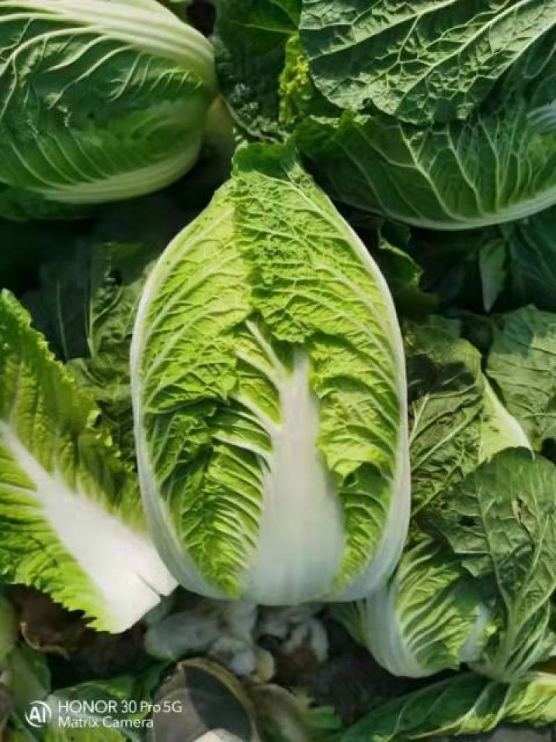 精品白菜 黄心白菜 支持视频看货质量很好 保质保量