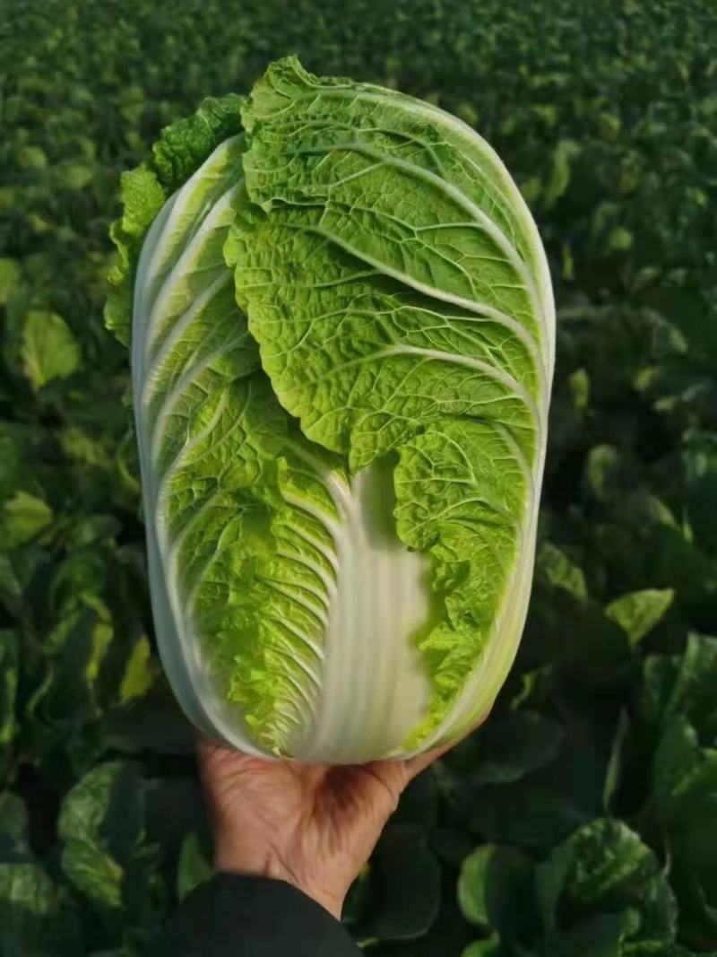 精品白菜 黄心白菜 支持视频看货质量很好 保质保量