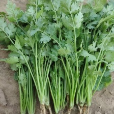 精品香菜