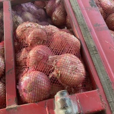 甘肃洋葱，兰州新区种植基地，6万亩洋葱基地，红黄紫洋葱