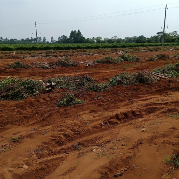 毛薯大量上市了