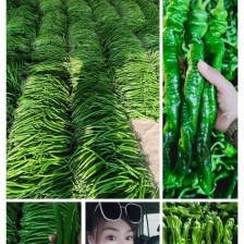 推荐线椒 货源充足 质好价优 欢迎联系 供全国商超