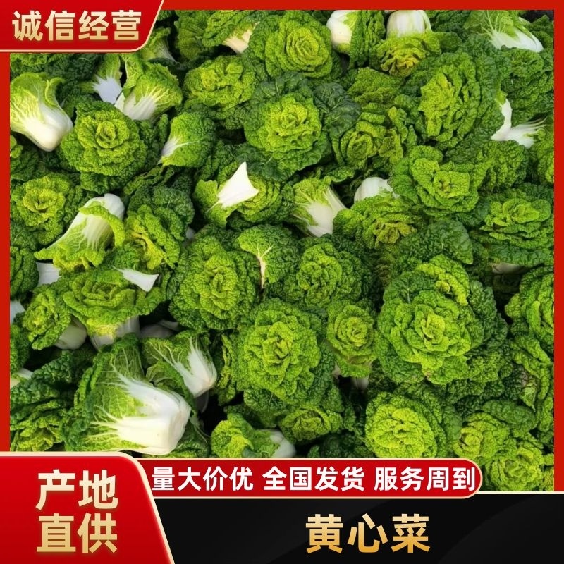 小颗精品黄心菜5cm~8cm万亩基地实力供应