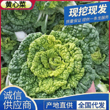 小颗精品黄心菜5cm~8cm万亩基地实力供应
