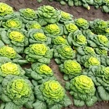 千亩基地实力供应，期待与您合作共赢！