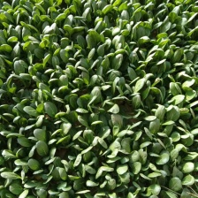 《推荐》山东上海青，小 基地直供 货源稳定 欢迎来电选购