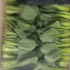 《推荐》山东上海青，小 基地直供 货源稳定 欢迎来电选购