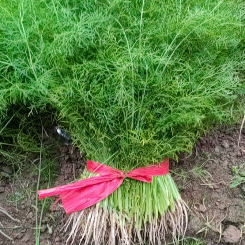 暖棚茴香<font color=red>芹菜</font>大量供应