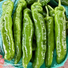 花辣椒，彩椒，七彩椒，青红椒，花公鸡，杂椒，货源充足