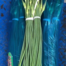 蒜苔 河北产区直发 保质保量供货欢迎咨询选购