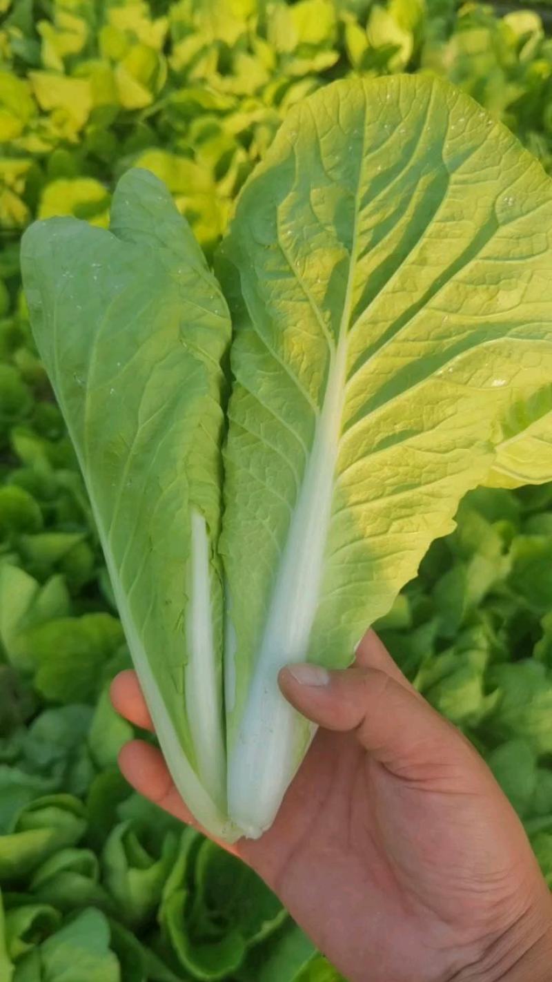 精品快菜，毛白菜，小白菜，质量保证，产地直发，全年供应