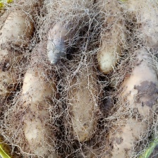 铁棍<font color=red>山药</font>毛薯精选<font color=red>山药</font>精品