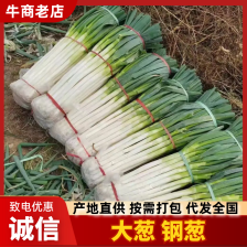 精品山东铁杆大葱货源充足/铁杆大葱一手货源欢迎电话联系
