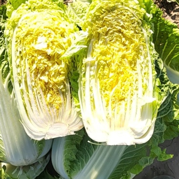 廊坊军军农产品服务站