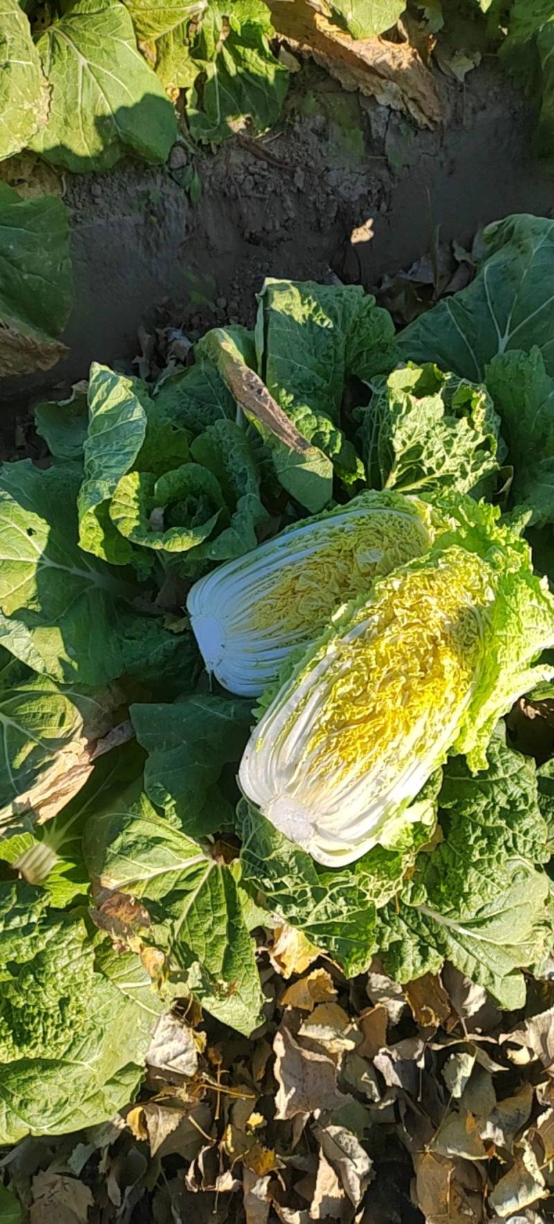 廊坊军军农产品服务站